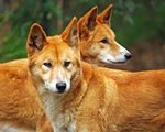 dingoes1.jpg