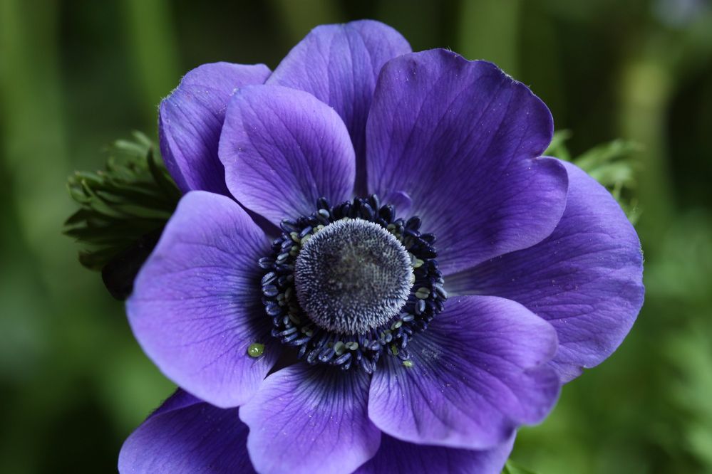 how-to-make-a-gumpaste-anemone-flower.jpg