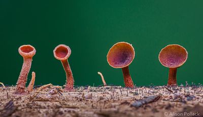 fungi-macro-photography-alison-pollack-07.jpg