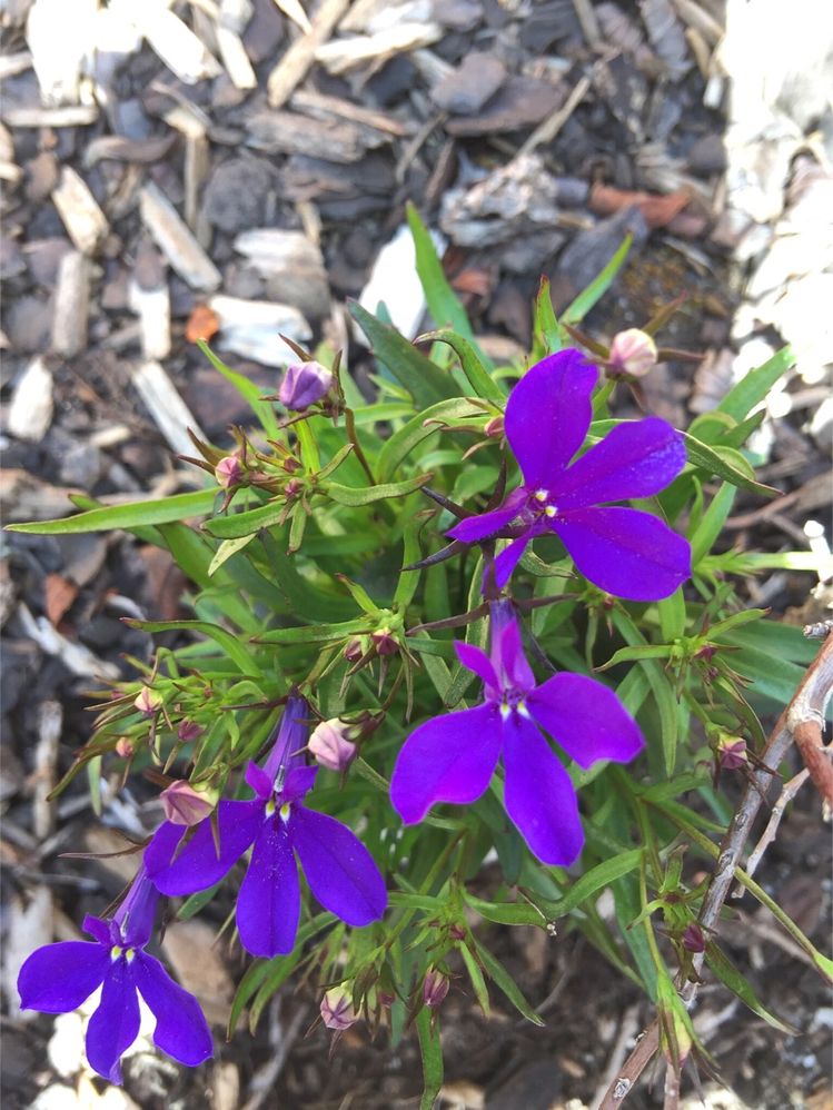 Some self sown lobelia