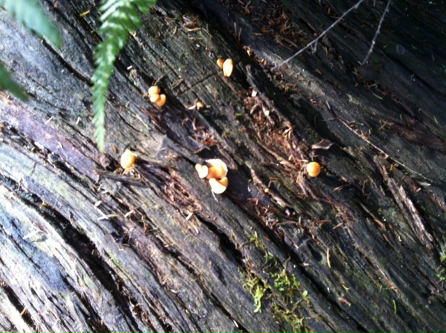 amongst the compost2.JPG